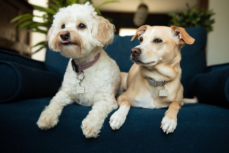 Giving Tuesday - Supporting KC's Pets